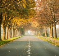 Mit Laub bedeckte Straße