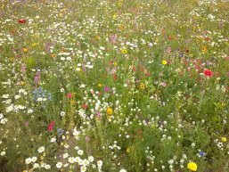 Bunte Blumen auf einer Wiese