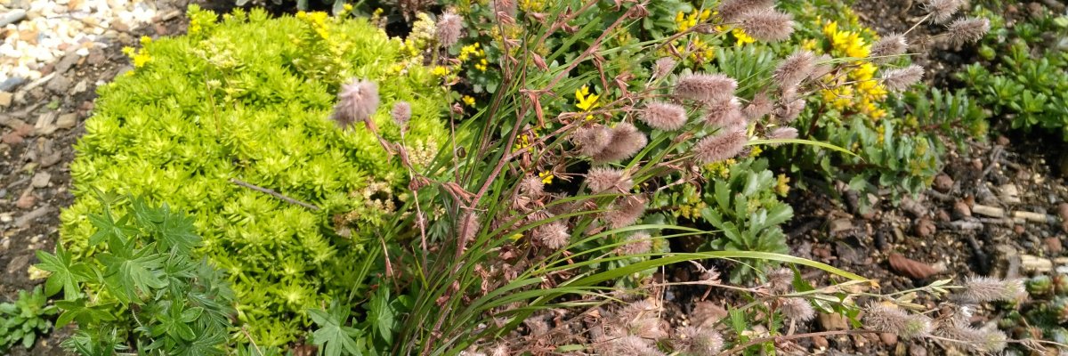 Blumen