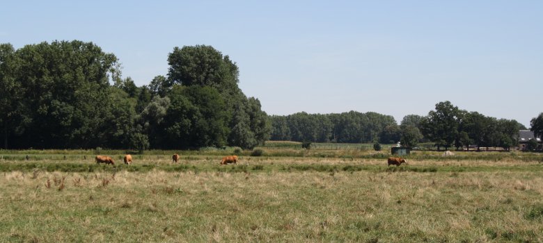 Kühe in der Natur