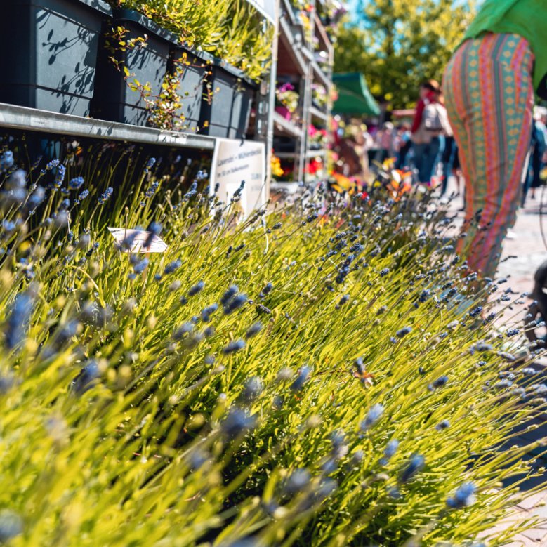 Frühlingsblumenmarkt