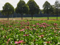 Blumenfeld Broekhuysen Blumenfeld Broekhuysen