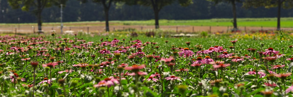 Blumenfeld Broekhuysen Blumenfeld Broekhuysen