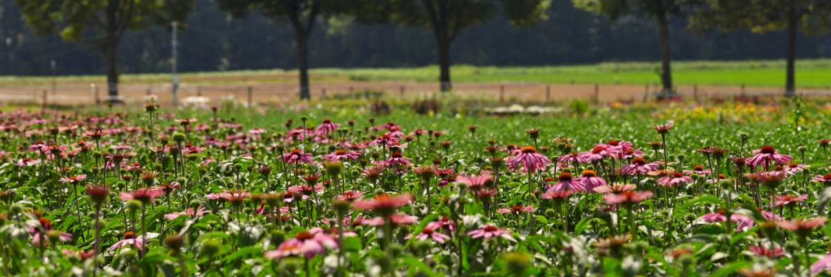 Blumenwiese Broekhuysen