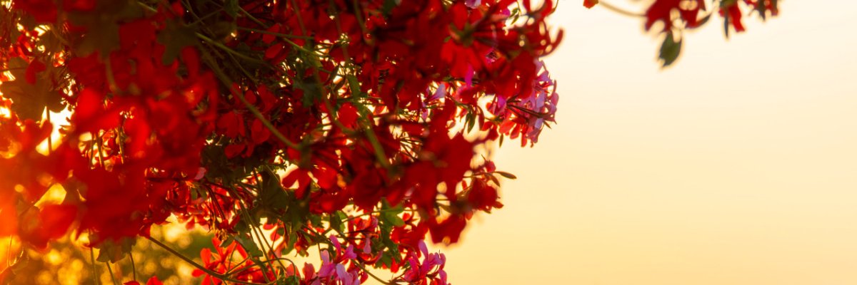 Header Bild Blumen