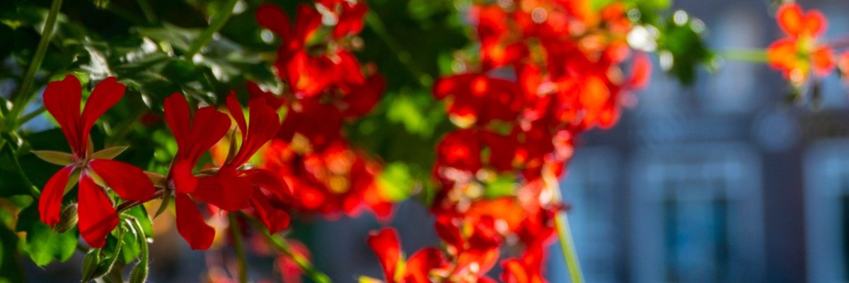 Rote Blumen