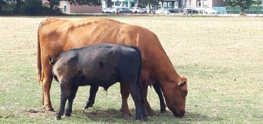 Angus Mutterkuh mit Kalb Angus Mutterkuh mit Kalb