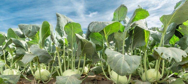 Kohlrabifeld in Straelen Kohlrabifeld in Straelen