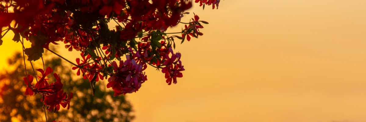 Blumen