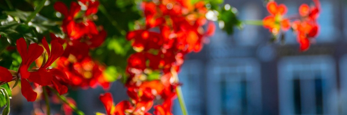 Blumen