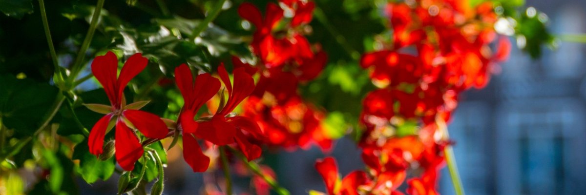 Blumen