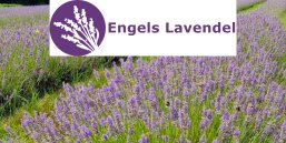 GreenCity Tour Event - Stationen - 10 Logo Engels Lavendel