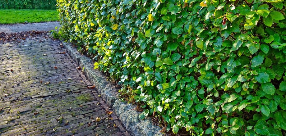 Hecke